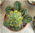 euphorbia  fruticosa 